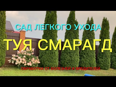 Обязательно посадите тую Смарагд. Красива, легка в уходе и я докажу Вам это.🌿🌿🌿