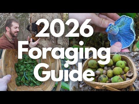 2026 Foraging Guide to Wild Mushrooms and Plants!