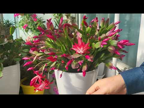 🦀 게발선인장 꽃 (🦞) 탈진, 시들지 않게 하려면 이렇게 해야ᆢ 꼭꼭 보셔야 합니다