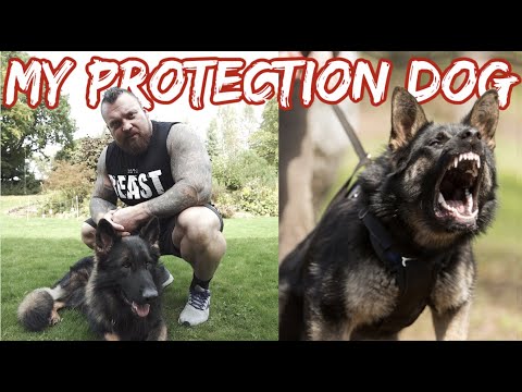 My New Protection Dog | WOLF