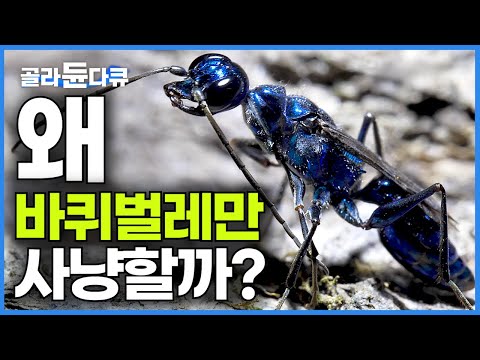 Relentlessly hunting only cockroaches for a surprising reason