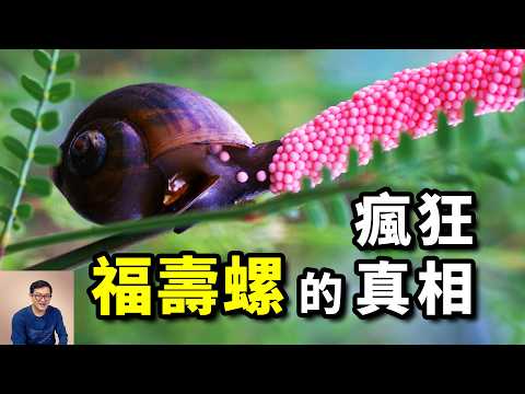 Why is the golden apple snail misunderstood? How to control it? #animals #apple snails #invasion