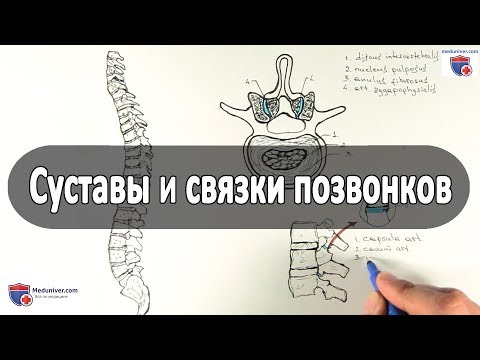 Суставы и связки позвонков (соединения позвонков) - meduniver.com