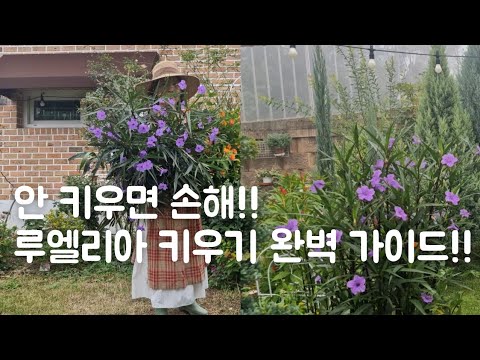 밭떼기로 키우고 싶은 꽃, 루엘리아 키우기 완벽 가이드!, 삽목 ,물꽂이 100%성공 #정원가꾸기 #garden