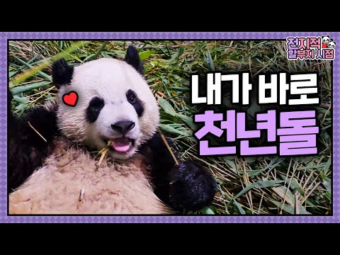 (SUB) [전지적 할부지 시점] ep.210 🎀판다계의 천년돌🎀 강루이를 필두로 한 바오걸즈의 강바오 쟁탈전💥 + 바오 부자의 동고동락 기록까지! │ Panda World