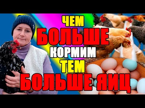 The MORE we feed, the MORE eggs.