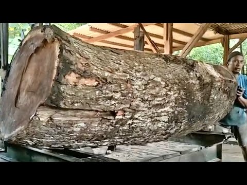 REVEALED! Treasure Wood Inside, With a Staggering Resale Value - at the Sawmill