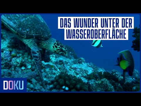 Faszination Korallenriff: Der artenreichste Lebensraum der Erde | Doku