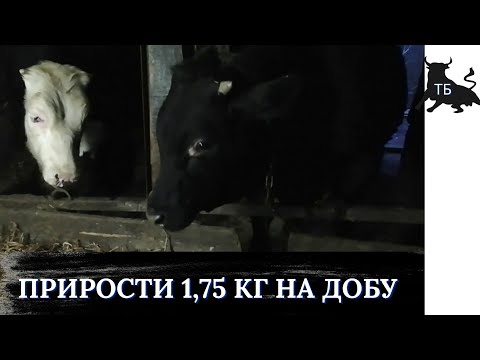 №22. Відгодівля биків в Україні, усе йде за планом.