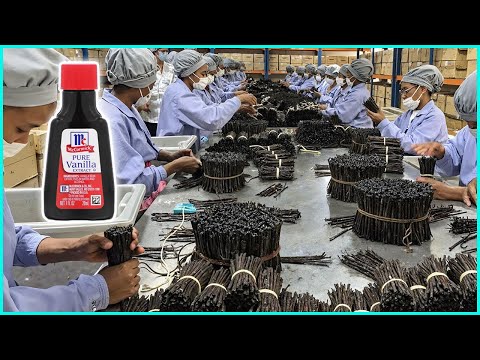 Inside a Vanilla Factory: The World’s Most Expensive Flavor