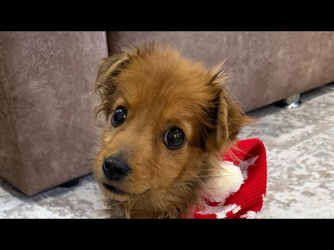 Щенок вышел погулять впервые после болезни 