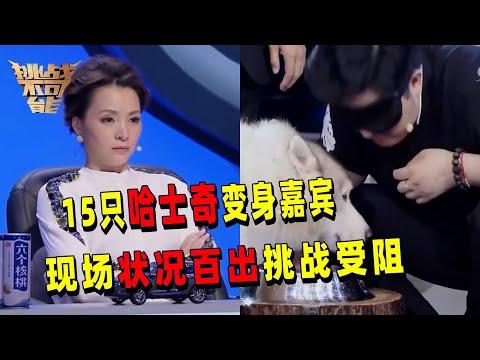 15只小狗欢乐出场！听小狗喝水声辨别目标狗 现场叫声此起彼伏影响极大 视障男孩能够挑战成功吗？| 挑战不可能 Impossible Challenge