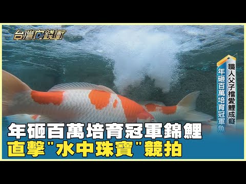 年砸百萬培育冠軍錦鯉 直擊"水中珠寶"競拍 20240831【台灣向錢衝】Part3