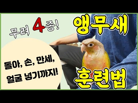 앵무새 '4종 훈련법' 전격 공개! (돌아, 손, 만세, 머리넣기)_Parrot's "Four Types of Training" will be revealed!)