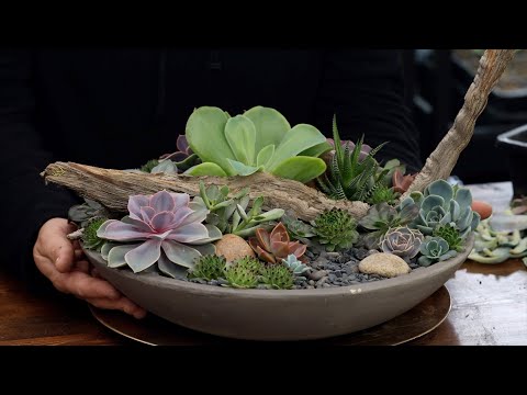 Taking Apart & Rebuilding a Succulent Arrangement with Cuttings! 🌿✂️🥰 // Garden Answer