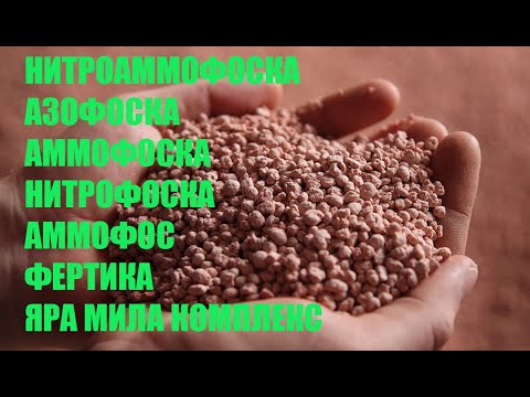 How to fertilize blackberries and raspberries in the country