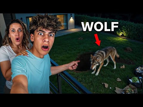 A Vicious WOLF Destroyed our Backyard