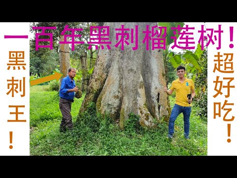 Founder Black Thorn King of Durian, Durian Duri Hitam 100 TAHUN! 百年黑刺王老树,大马最好吃的榴莲！师傅亲自带我们去他的百年榴莲园参观！