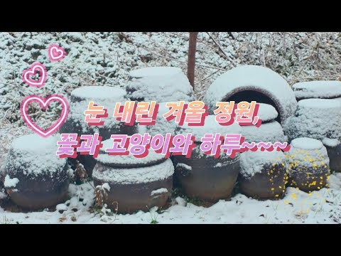 겨울 하우스 정원｜사랑초와 꽃들이 살아 있는 시간