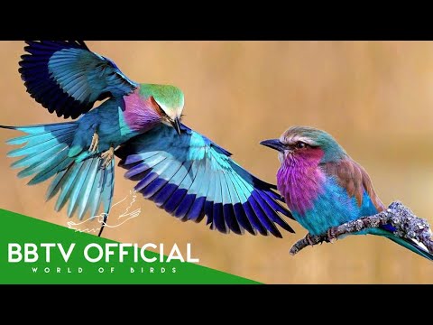 Most Beautiful Birds of Africa | Stunning African Birds You Must See | BBTV Official