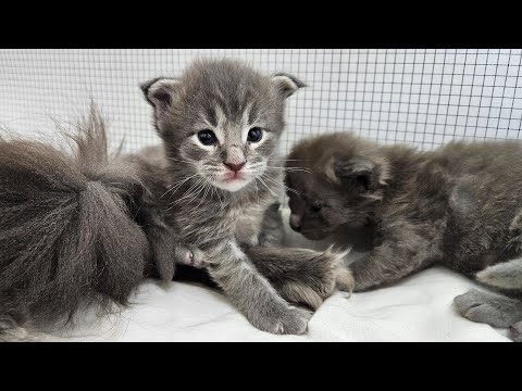 A Fun Day in the Kitten Nest!