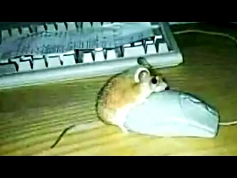 Memes That End Unexpected 25