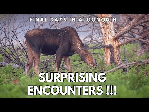 EPIC WILDLIFE ENCOUNTERS | Moose & Bear Photography | My Final Days in Algonquin Provincial Park