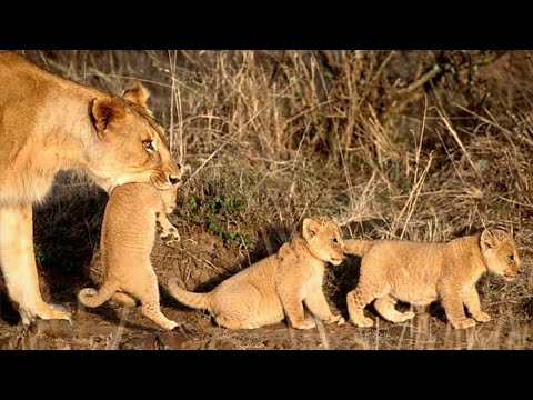 A Mother Lioness Crossing The River with Her Newborn Cubs | Maasai Mara National Reserve Kenya