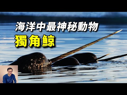 刺穿虎鯨心臟？還是串燒鱈魚？揭秘獨角鯨大長角的真實用途【老肉雜談】#動物 #海洋生物 #野生動物 #獨角鯨 #narwhal
