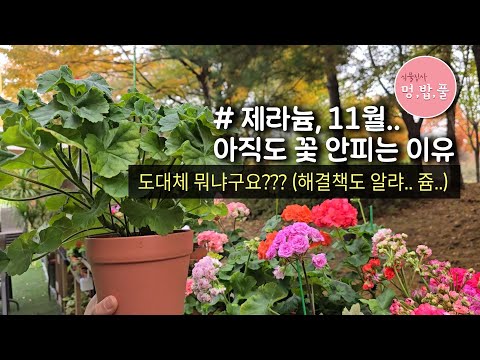 제라늄, 11월 아직도 꽃 안피는 이유 #꽃안필때해결방법
