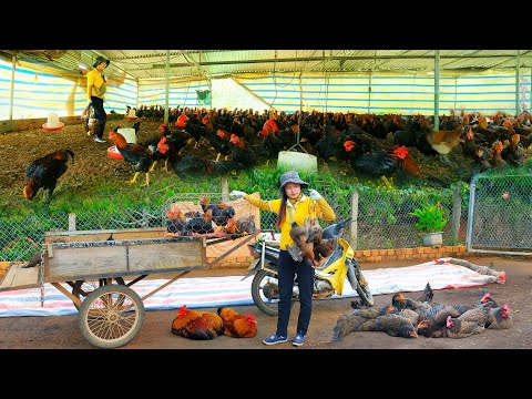 Harvesting 100kg Of Chicken To Sell At The Market – Farm Life: Cooking, Gardening