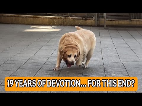 After 19 years of loyalty... they left him, he tried to follow but his strength failed