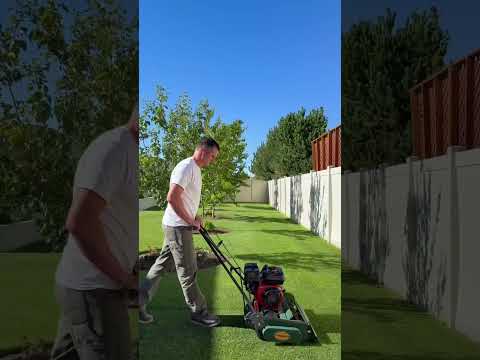 2 month dry patch update #lawncare