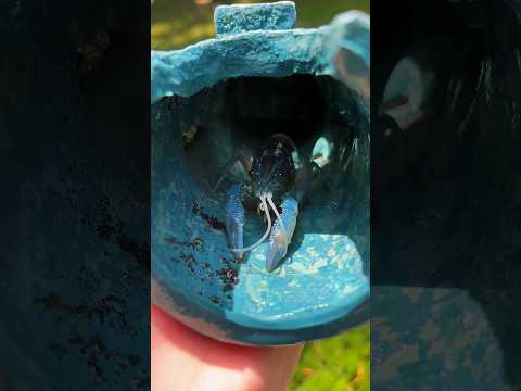 THE ODDS OF THIS CRAWFISH EXISTING IS .0001%