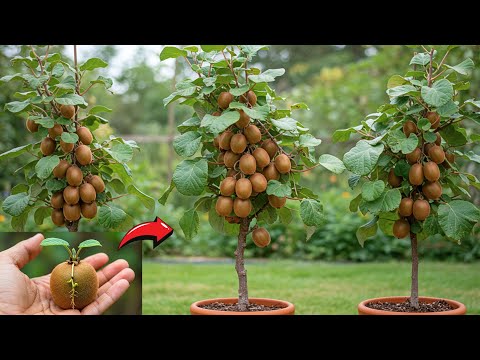 Don’t Throw Away Kiwi Fruits – This Water Growing Trick Will Surprise Everyone! 🥝