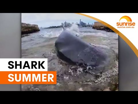 Sydney's shark summer shows no signs of slowing | Sunrise