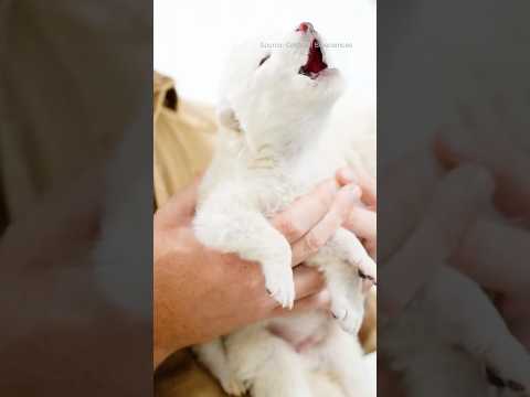 Dire Wolves Went Extinct. Are They Back?