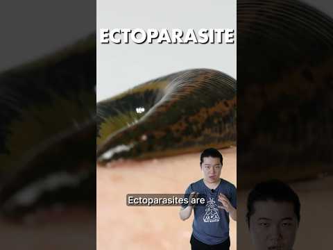 Ectoparasites! - Every Type of Parasite Explained Part 1