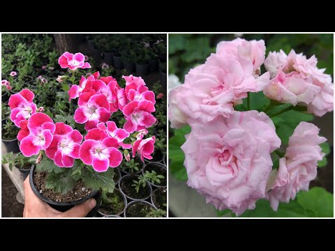 Secrets to lush blooming geraniums/pelargoniums
