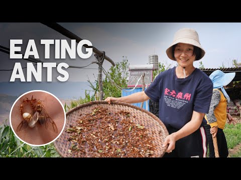 EATING ANTS and other delicacies on a Chinese street market - my weirdest food experience | EP30, S2