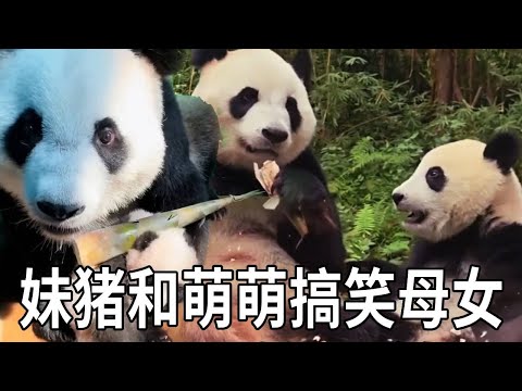 妹猪小宝宝时候萌萌拿竹笋喂它，没睁眼的妹猪不会吃，现在会吃了萌萌又要抢它的，这对母女真搞笑【你好大熊猫】