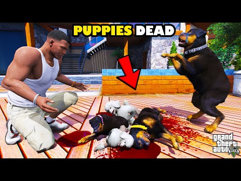 Franklin Trying To Find Who Killed Chop Puppies And Wife In GTA 5 | SHINCHAN and CHOP