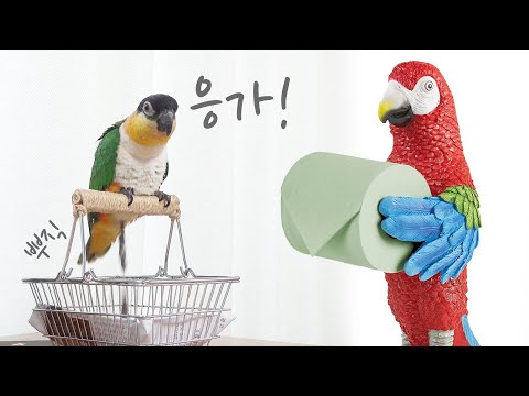 [Behavior Training] Parrot Toilet Training (A Complete Tutorial, From Litter Selection to Training)