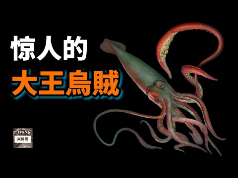 大王烏賊：它是海妖克拉肯的原型，深海最強大的魷魚，它有十幾米長，眼睛像臉盆一樣大，它的手臂上充滿秘密武器，發起狠來連同類也暴打！