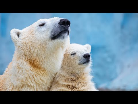 The Harsh Reality for Polar Bears in Arctic (Animal Documentary)