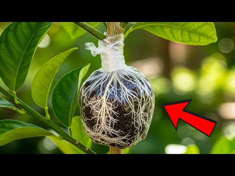 Cloning Lemon Tree: Why I Always Start with Cuttings — Then Switch to This Faster Air Layering Hack