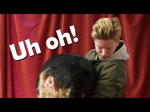 How to Weight a Big Dog!