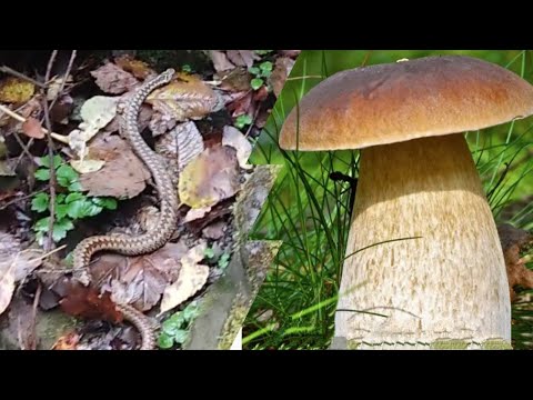 ГУЦУЛ НАЙШОВ КАРПАТСЬКИХ ГРИБІВ ОПЕНЬКІВ / І ПОБАЧИВ ЗМІЮ