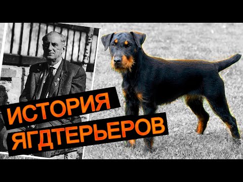 Ягдтерьер почему стал так популярен среди охотников?