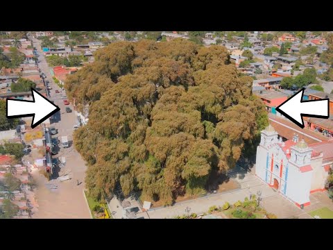 15 FATTEST Plants on Earth